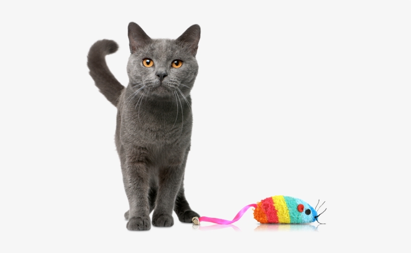 Kitty - Cat With Toy Png, transparent png download