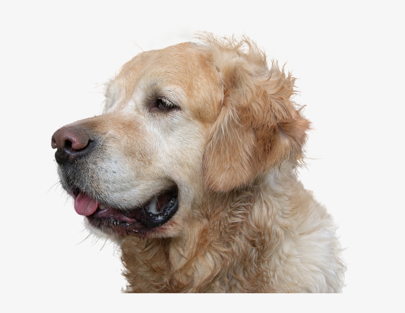 Dog Poop Service - Funny Golden Retriever Birthday, transparent png download