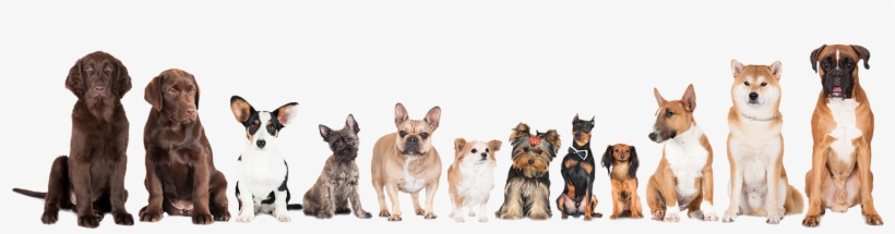 Our Mission Statement - Quickbooks Pro: Practice Book [book], transparent png download