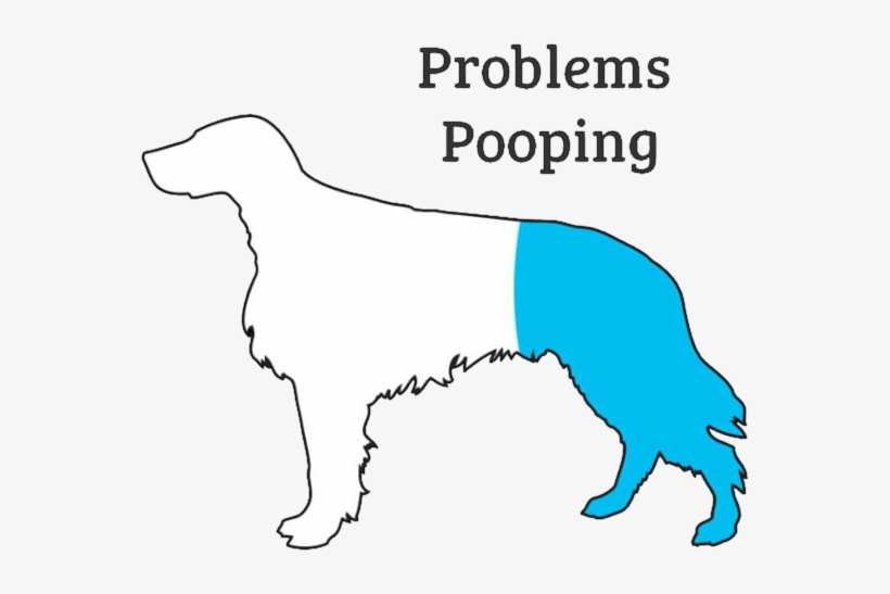 If You Notice Any One Of These Symptoms In Your Dog, - Dog, transparent png download