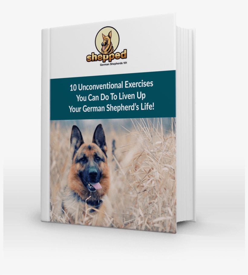 Unconventional Exercises For Your Gsd - German Shepherd, transparent png download
