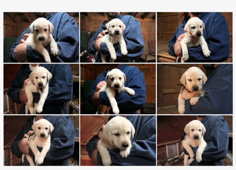 I Think Its About Time Someone Decide To Enforce The, transparent png download