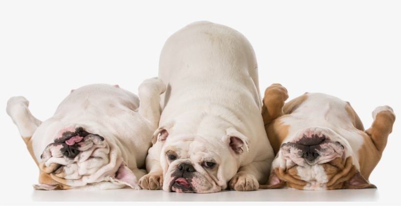 Pumpkin Fiber Supplement For Dogs - Three Bulldogs, transparent png download