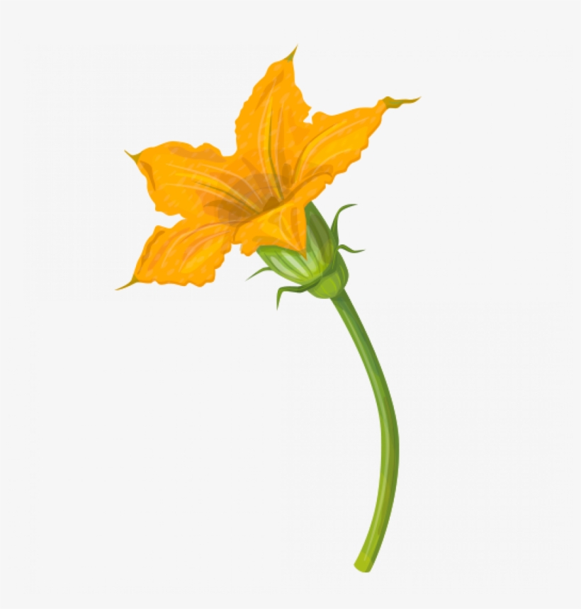 Related Wallpapers - Zucchini Botanical Print, transparent png download