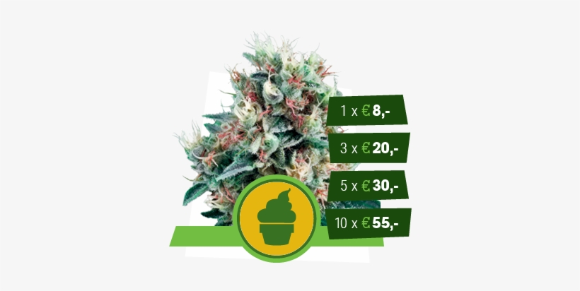 Royal Creamatic - Kush Seed For Sale, transparent png download