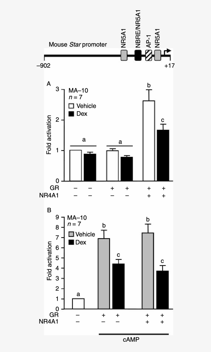 Effect Of Gr On The Dex Mediated Repression Of Star - Promoter Activity, transparent png download
