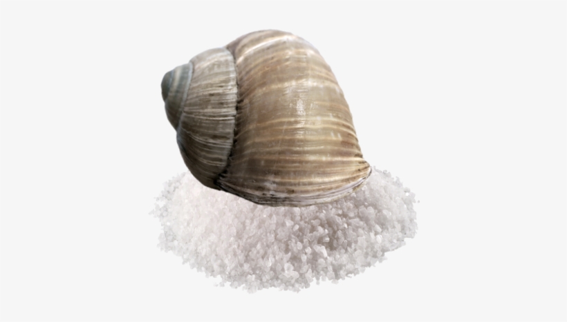 Salt Snail - Sale Da Cucina Png, transparent png download