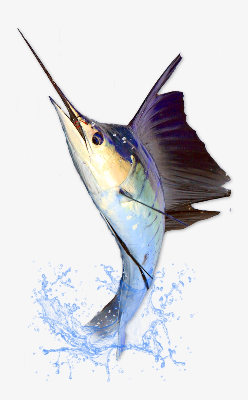 Two Day Three Night Seamount Fishing Trip - Costa Rica, transparent png download