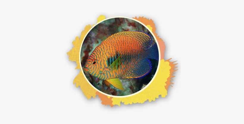 The Potter's Angel Fish Is Known To Show Up At Cleaning - Rare Fish To See At Maui, transparent png download