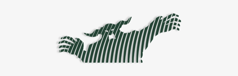Siphon-osschaert 2018 002 - Fish, transparent png download