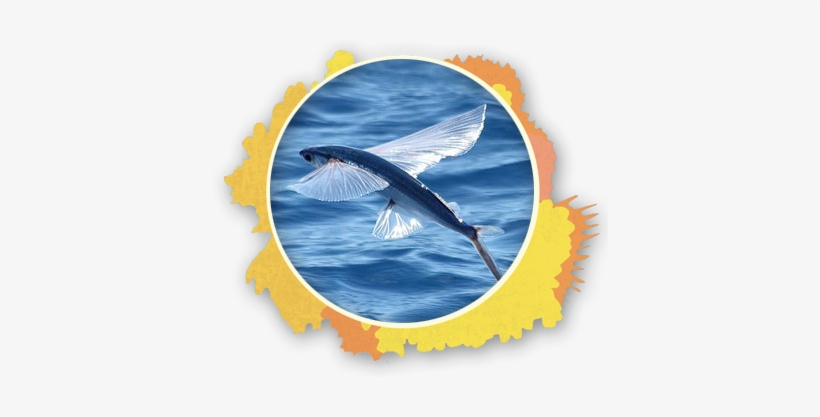 On Occasions People Have Witnessed Flying Fish Escaping - Flying Fish Barbados, transparent png download