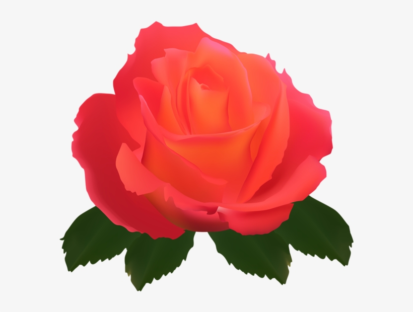0, - Rose, transparent png download