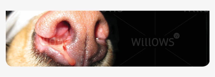Aspergillosis/fungal Rhinitis - Rhinitis Dog, transparent png download