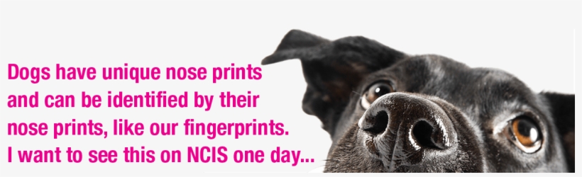 Dog Nose Facts - Gods Ghosts And Black Dogs By Stanley Coren, transparent png download