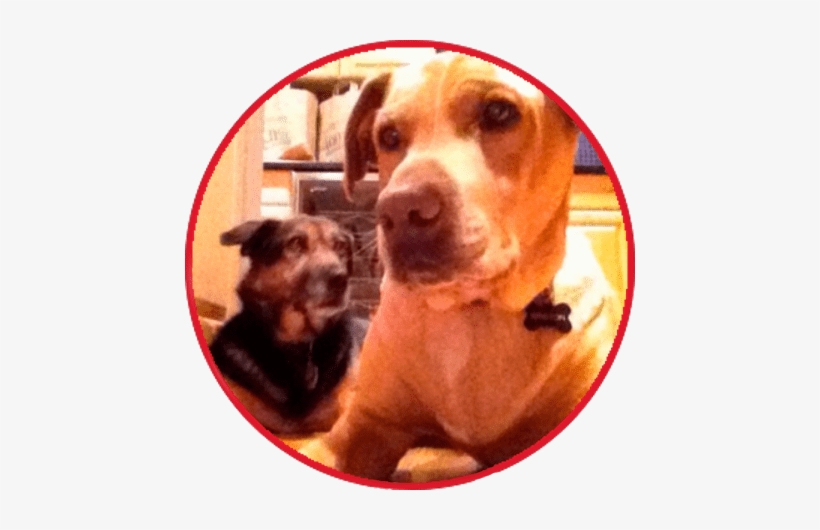 The Dogs Got Great Walks Every Day - Companion Dog, transparent png download