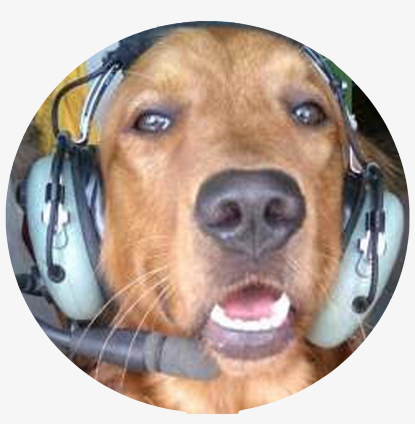 Company Button1 - Pilot Dog, transparent png download