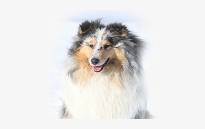 Welcome - Obedience Trial, transparent png download