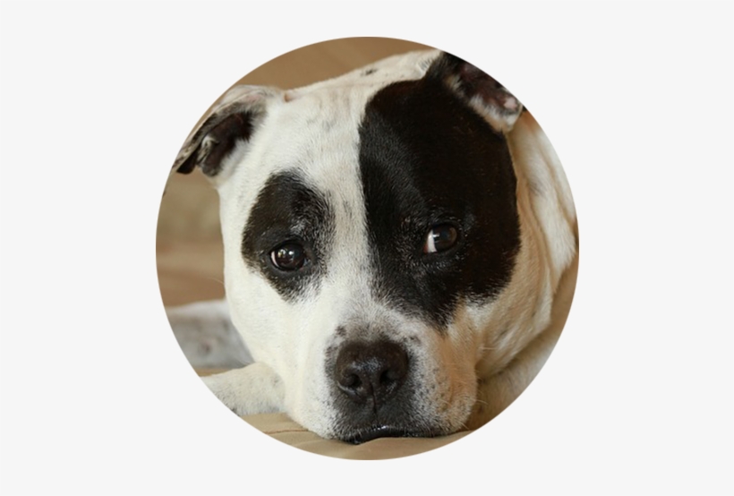 American Bully - Staffordshire Bull Terrier, transparent png download