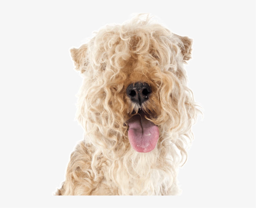 Search - Lakeland Terrier, transparent png download