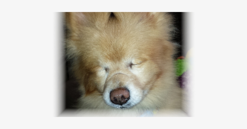 Charlie Trademark - Companion Dog, transparent png download