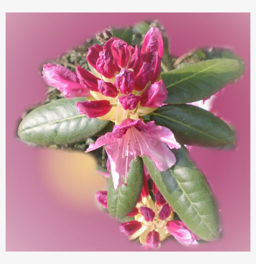 Caesalpinia, transparent png download