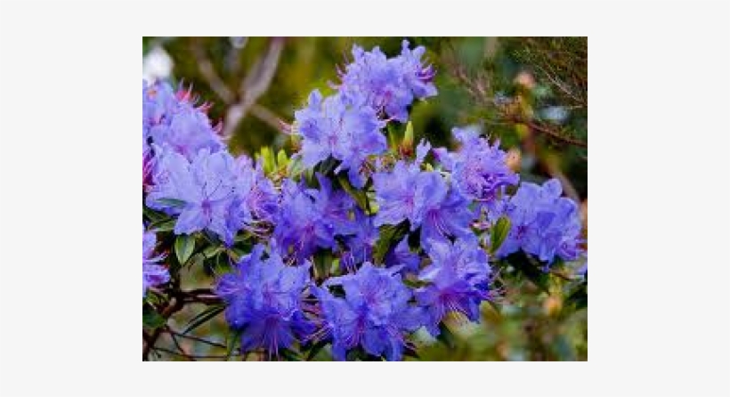 Rhododendron, Blue Admiral - Rhododendron, transparent png download