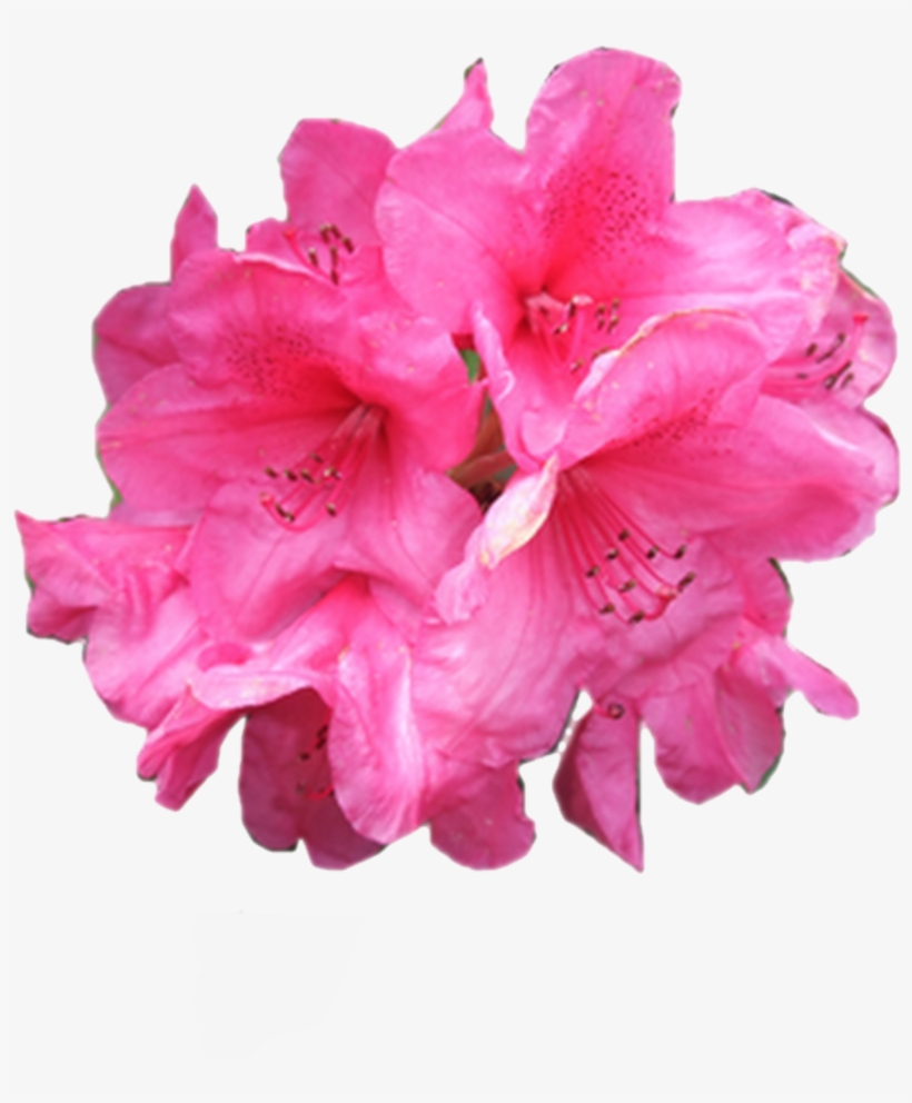 11 70 - All Flower Png File, transparent png download