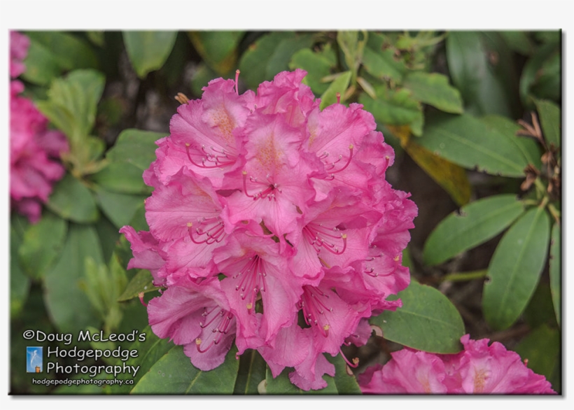 C Rhododendrons, Trees And Pathways Playfair Park, - Playfair Park, transparent png download