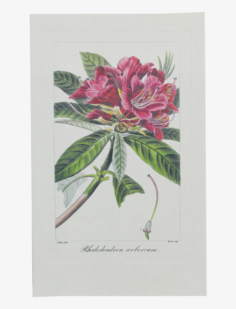 Picture Of Tree Rhododendron Herbier Général De L'amateur, transparent png download