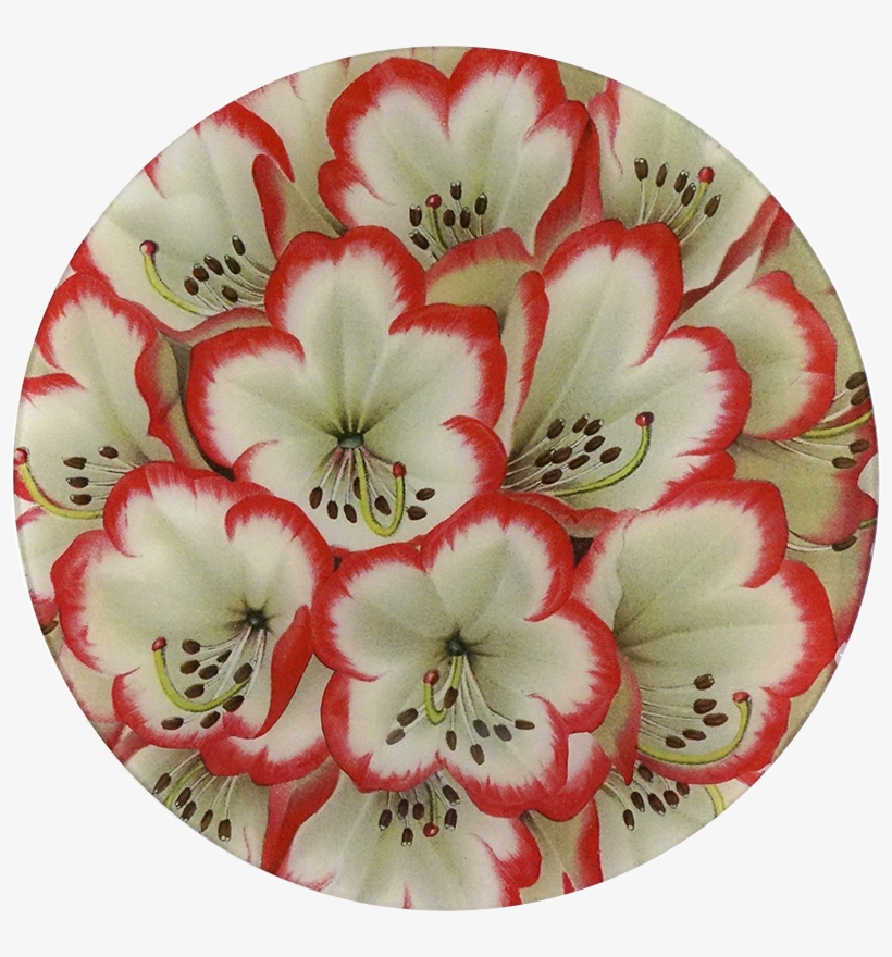 Botanical Illustration, transparent png download