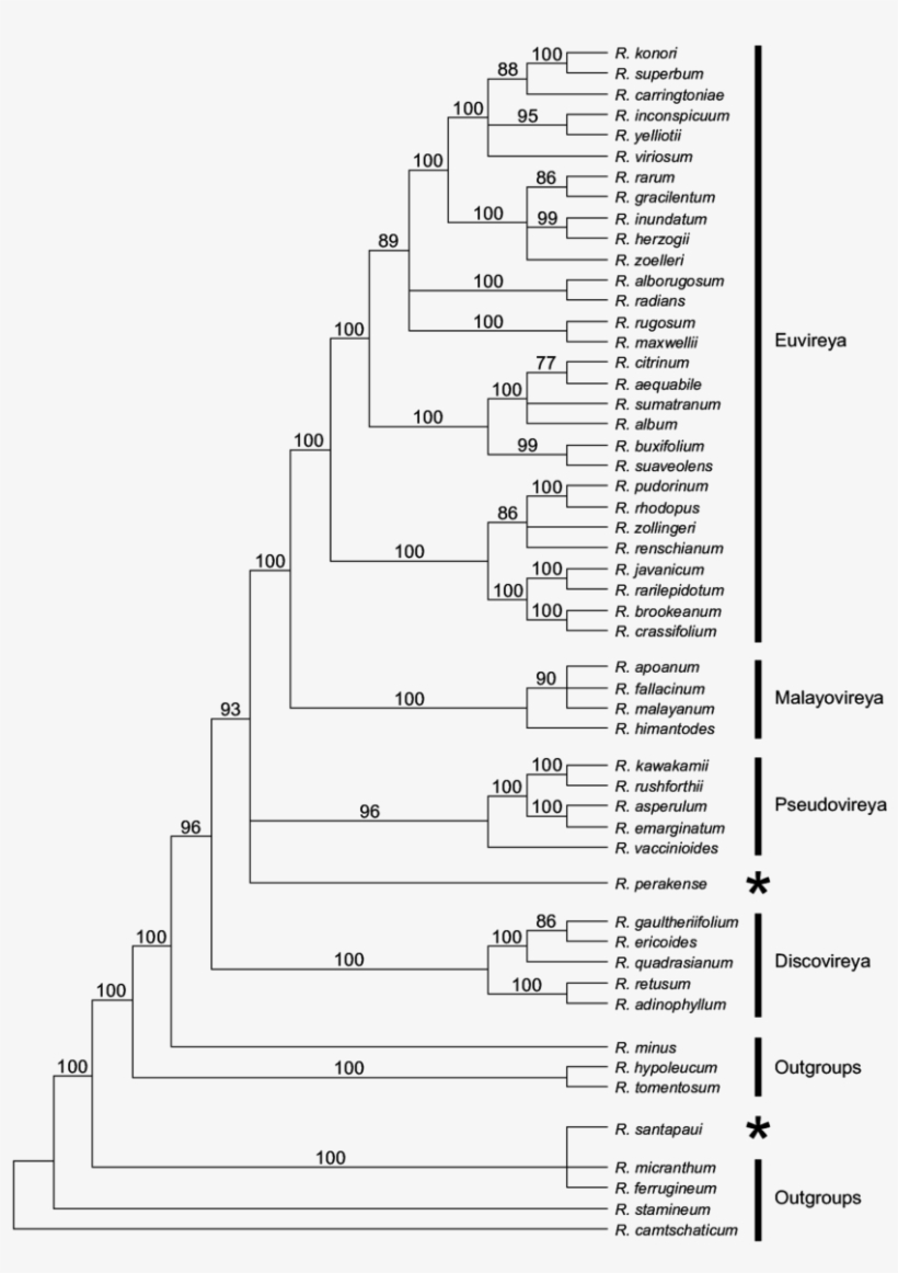 Inferred Phylogeny Of Rhododendron Sect - Rhododendron Sect. Schistanthe, transparent png download