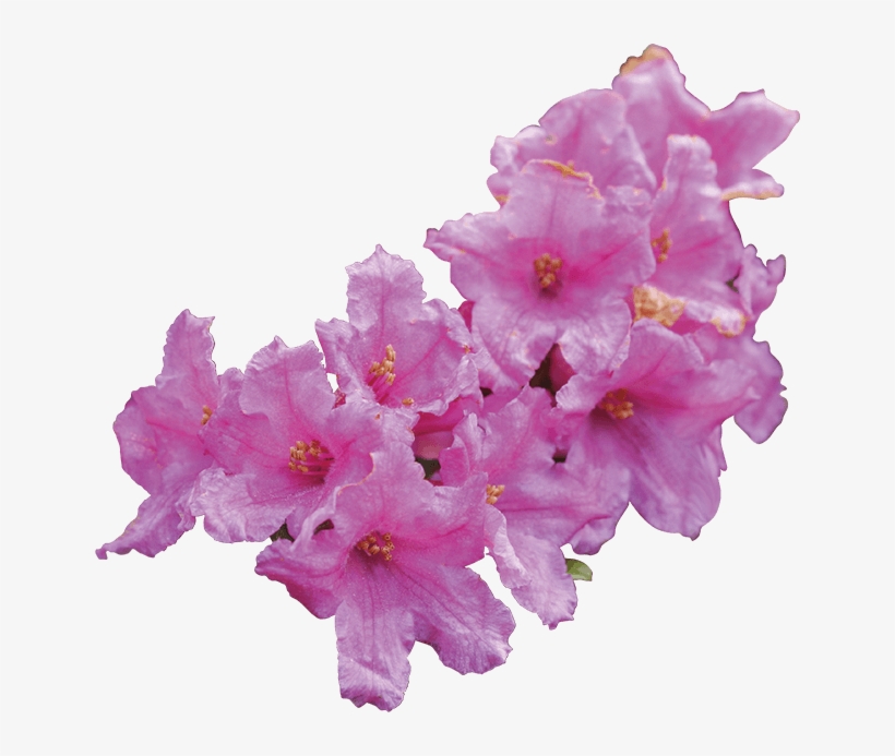 Rhododendron Ferrugineum Leaf Cell Culture Extract - Artificial Flower, transparent png download