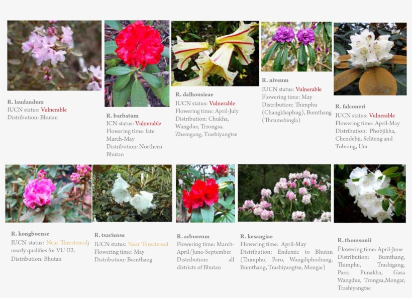 Gangri Bhutan Rhododendro Tour - Common Peony, transparent png download