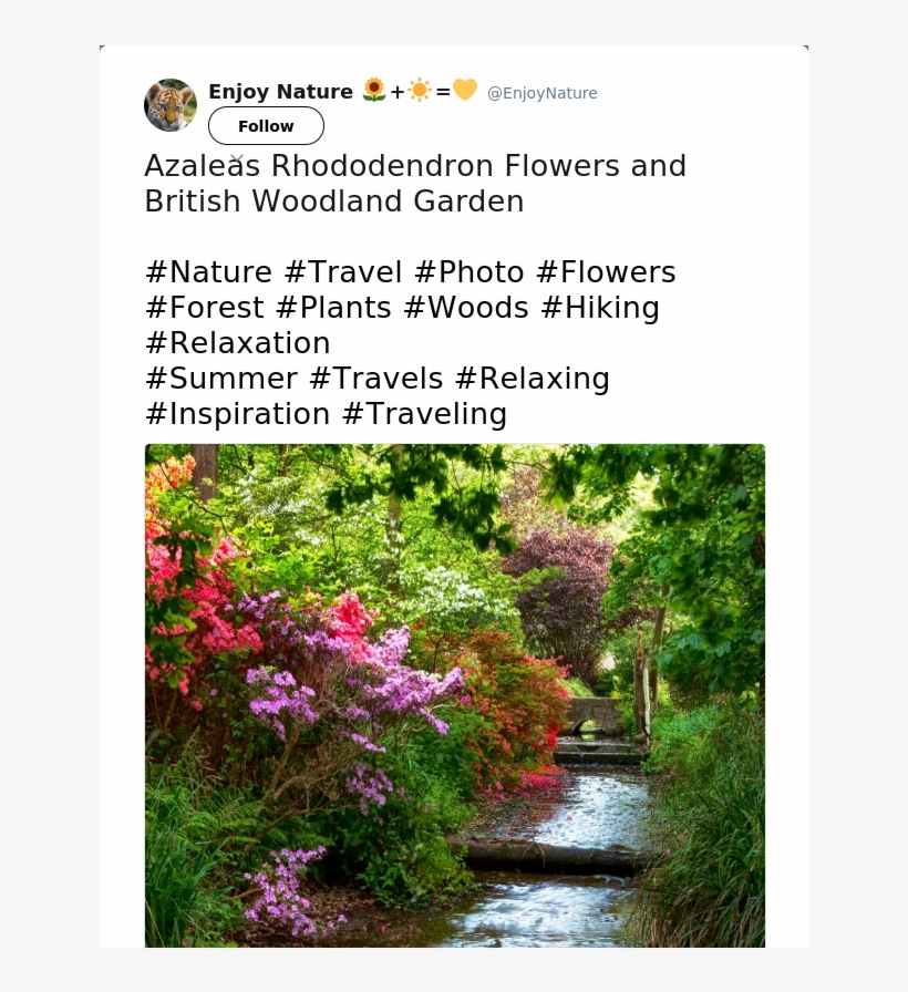 Azaleas Rhododendron Flowers And British Woodland Garden - Rosa Glauca, transparent png download