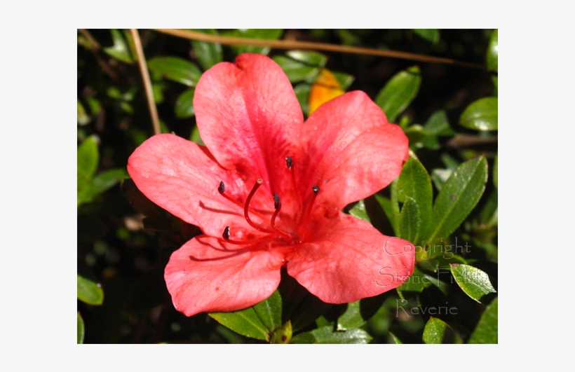 Azalea, transparent png download