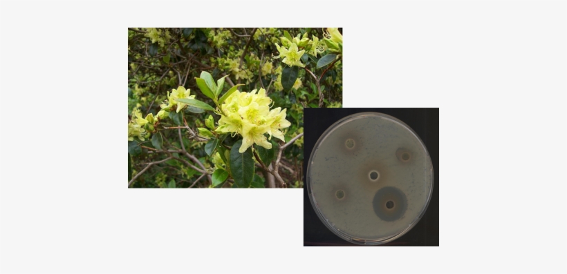 Ahmed Rezk Bild Projekt - Perforate St John's Wort, transparent png download