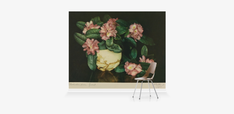 Explore Collections Photography And More - Garden Roses, transparent png download