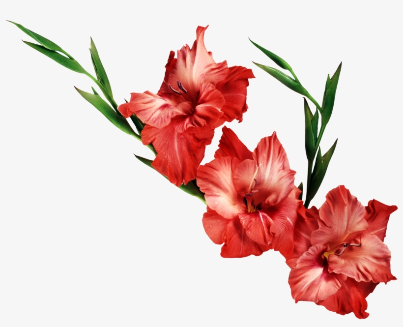 Gladiolus Png Clipart - Gladiolus Clipart, transparent png download
