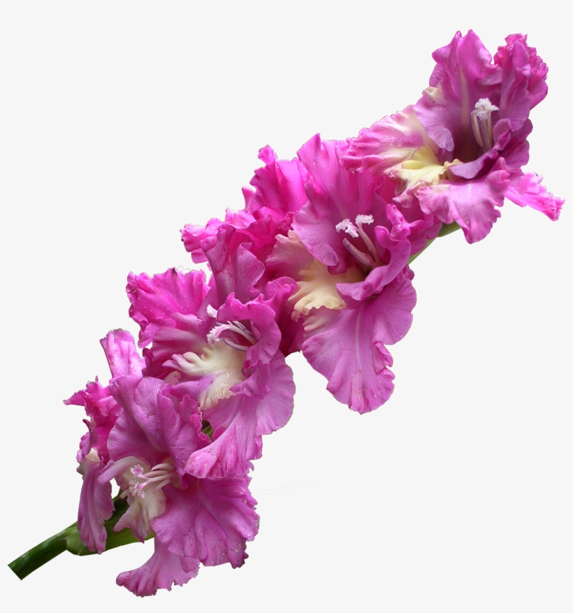 Gladiolus Transparent Png - Gladiolus Flower Png Transparent PNG