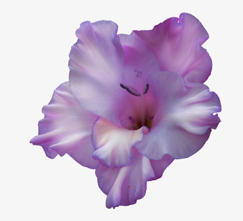 Purple Gladiolus - Purple Gladiolus Flower Png, transparent png download