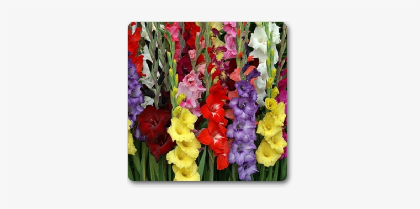 Mixed Gladiolus - 15 Bulbs, transparent png download