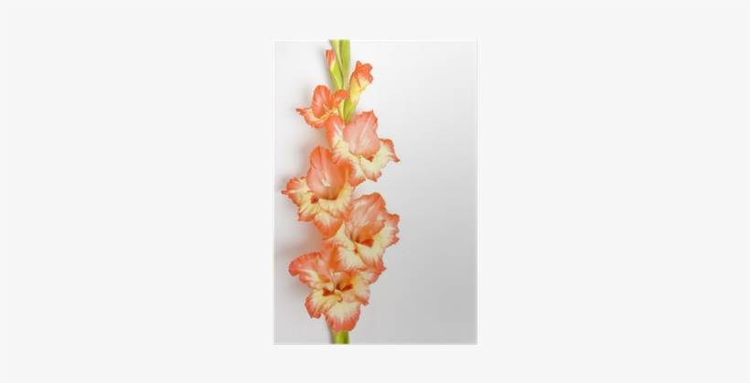 Gladiolus, transparent png download
