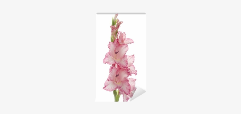 Photography, transparent png download