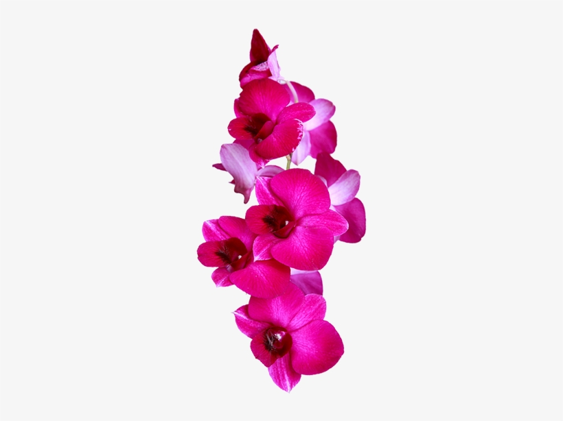 Sri Lanka Flower Png, transparent png download