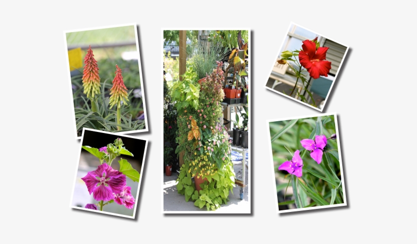 Baker Garden And Gift Plant Catalog - Baker Garden & Gift, transparent png download