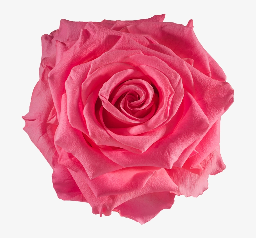 Bulk Roses, Bright - Rose, transparent png download