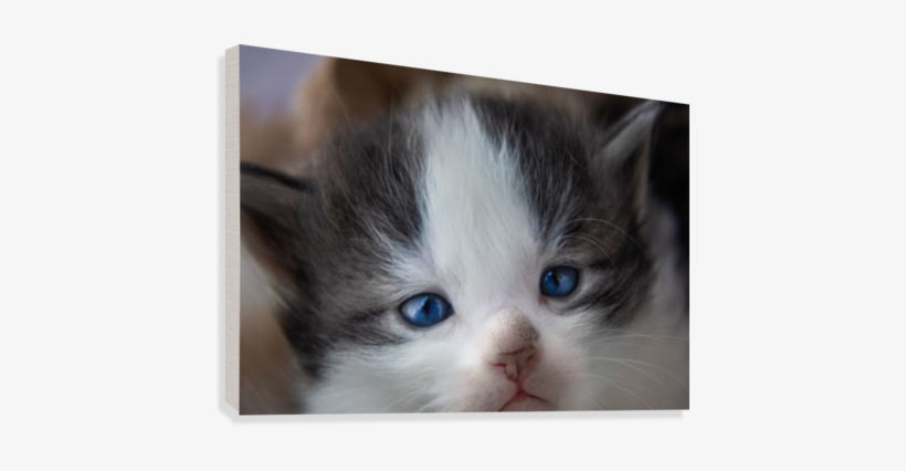 Kitten Face Canvas Print - Kitten, transparent png download