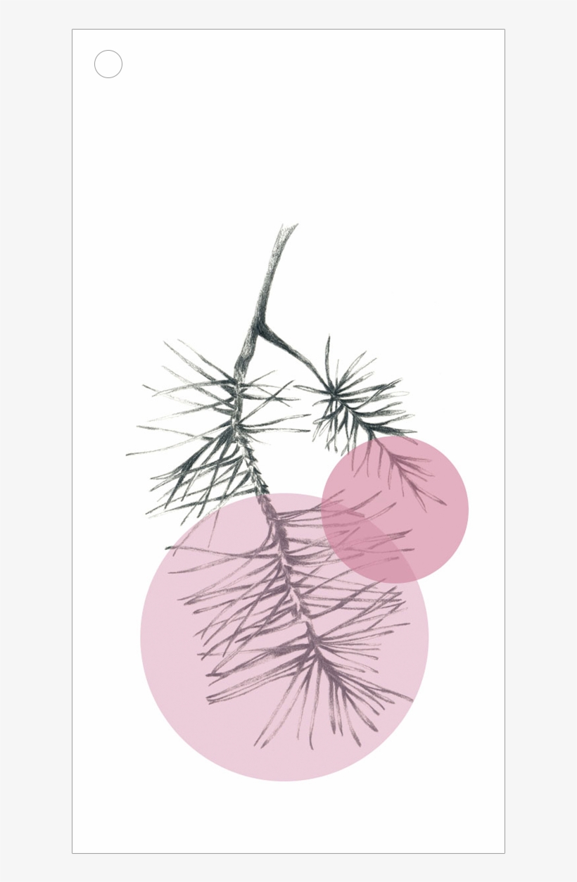 Image Of Pine Needles Cards - Poster, transparent png download