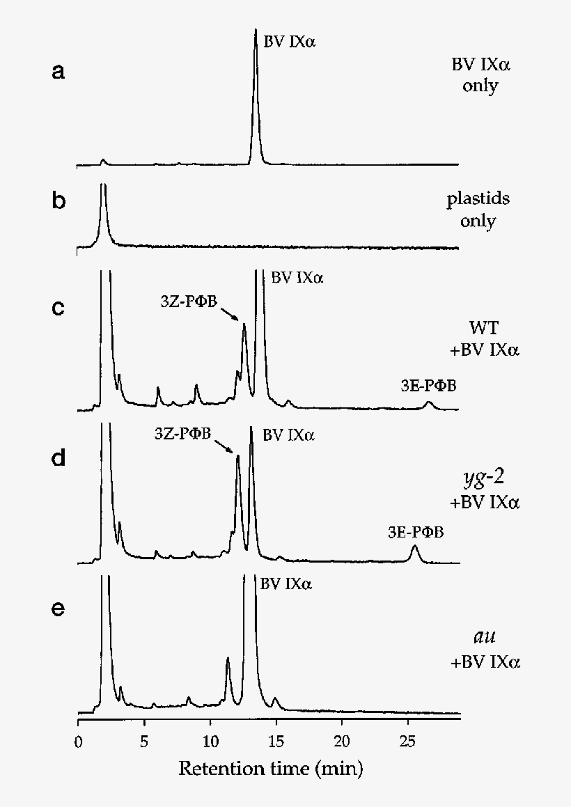Hplc Analysis Of Pb Synthesis From Bv Ix By Isolated - Diagram, transparent png download