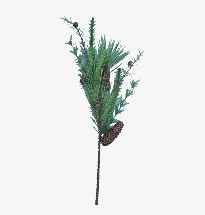 32" Long Needle Pine Spray - Pond Pine, transparent png download